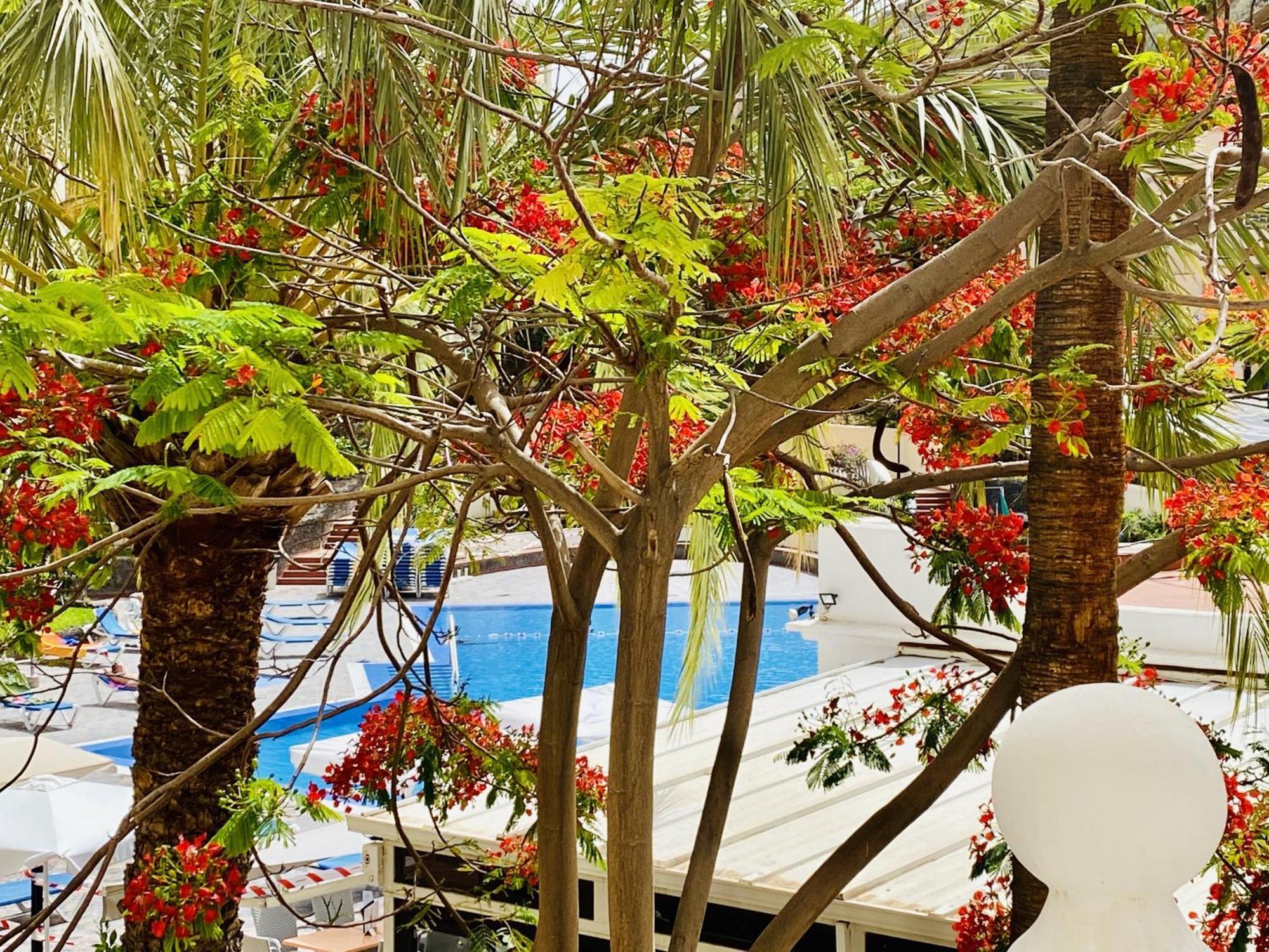 Castle Harbour Melanie'S Apartment By Lovetenerife Los Cristianos  Exteriör bild